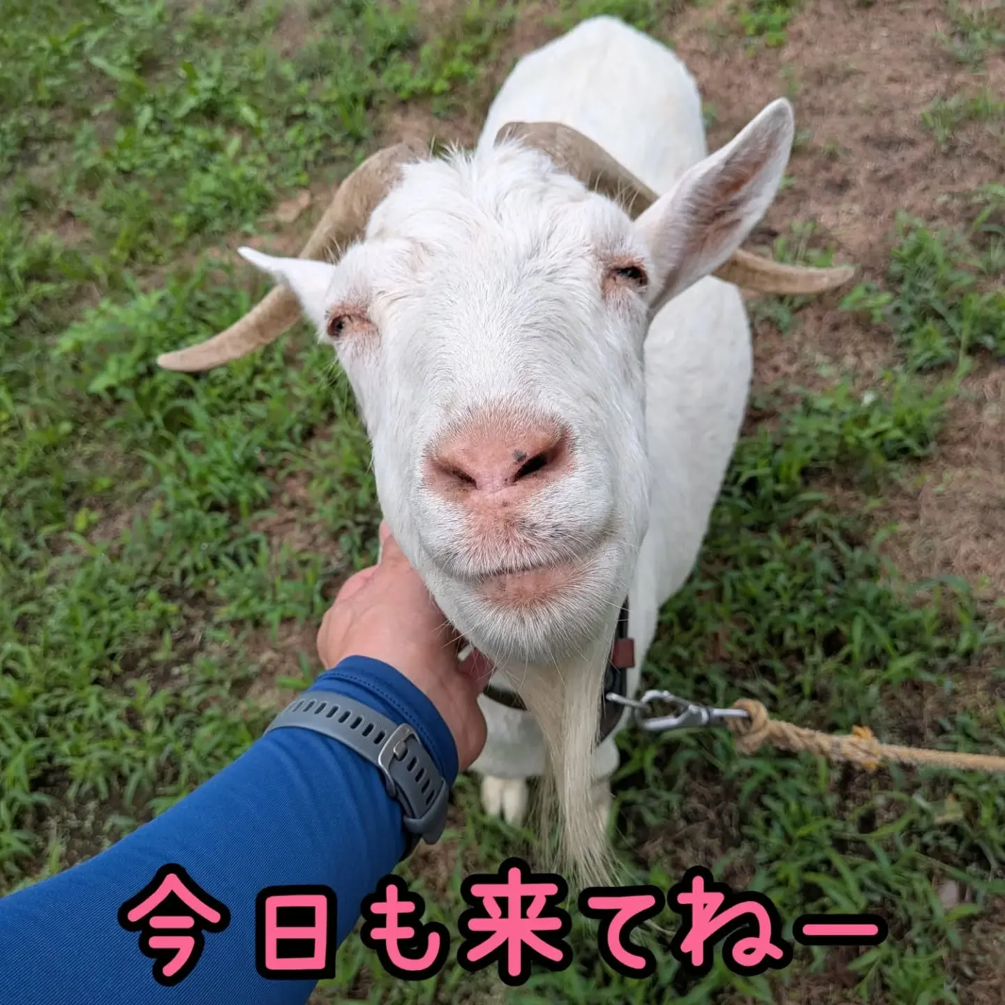 今日もSaikiengeiハウスは16時までやってますのでよ...
