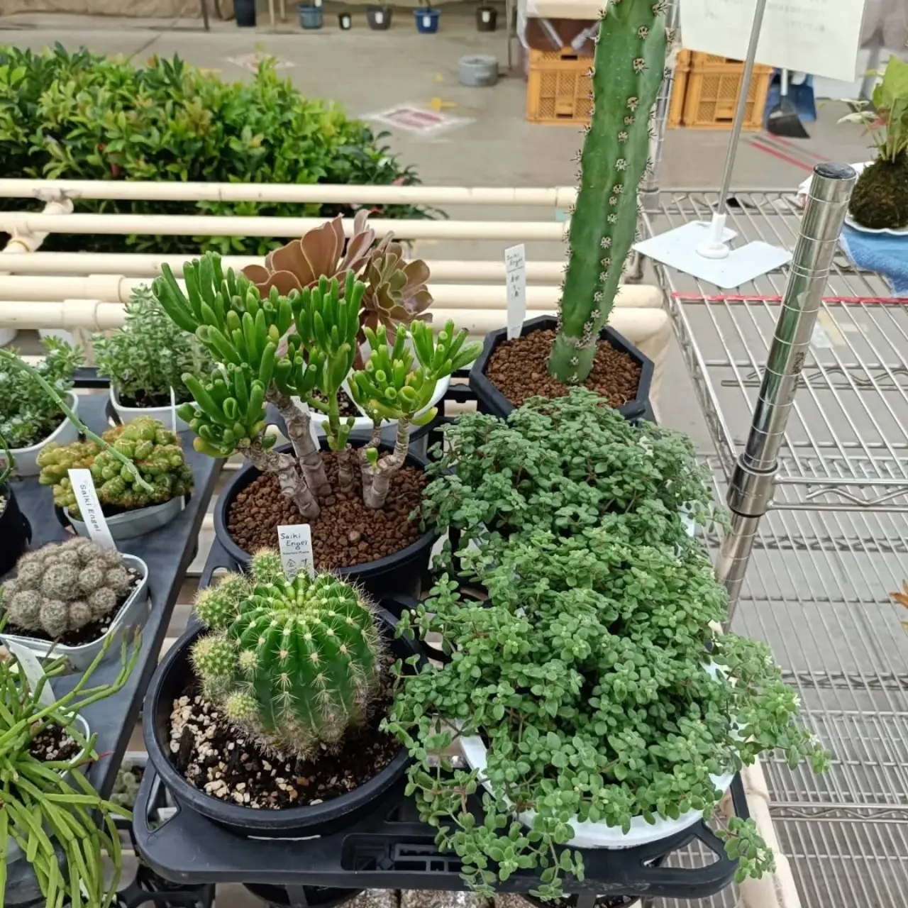 周ちゃん広場花売り場に苗を出荷してき