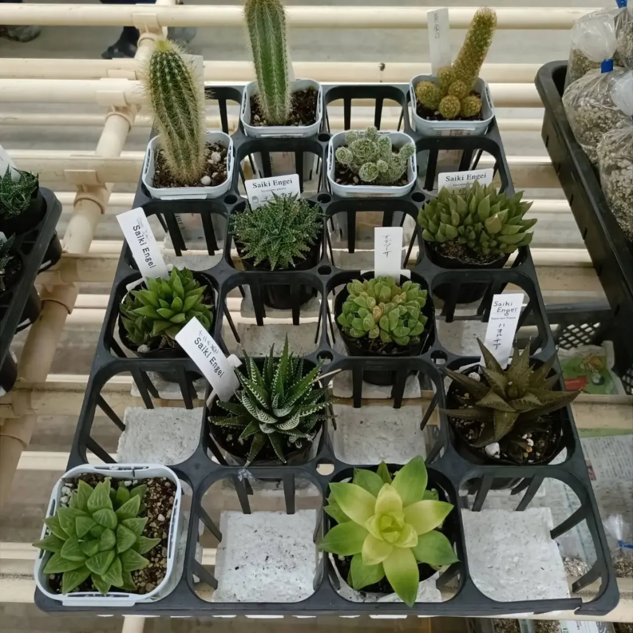 周ちゃん広場花売り場に苗を出荷してき