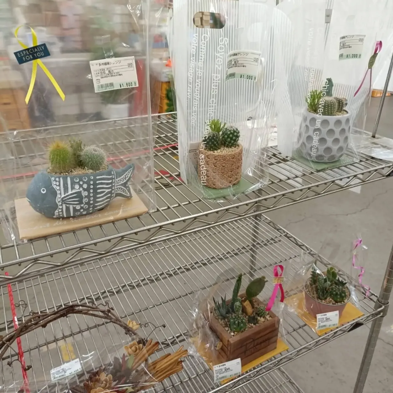 周ちゃん広場花売り場に苗を出荷してき