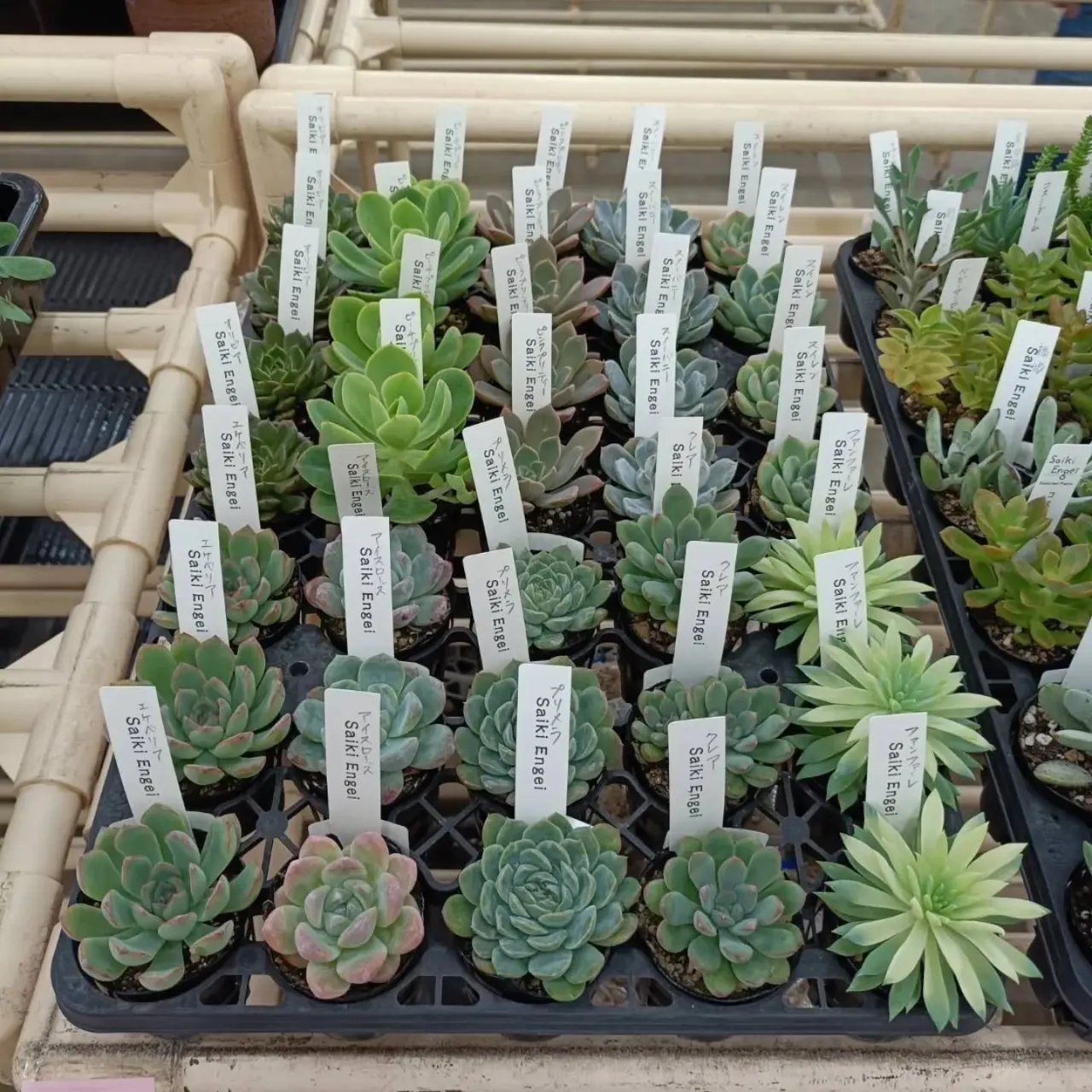 周ちゃん広場花売り場に苗を出荷してきました✨