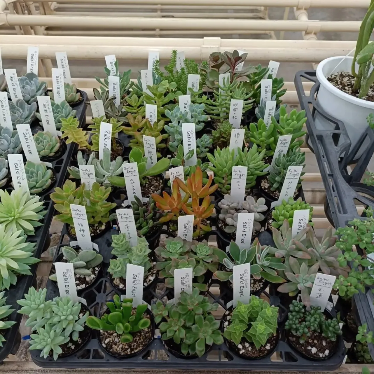 周ちゃん広場花売り場に苗を出荷してきました✨