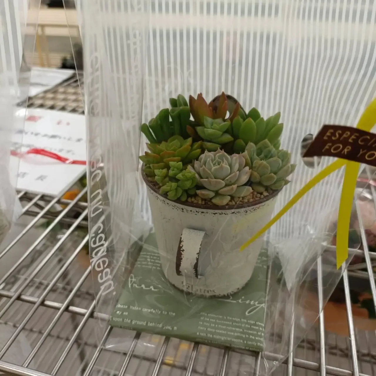 周ちゃん広場花売り場に苗を出荷してきました✨