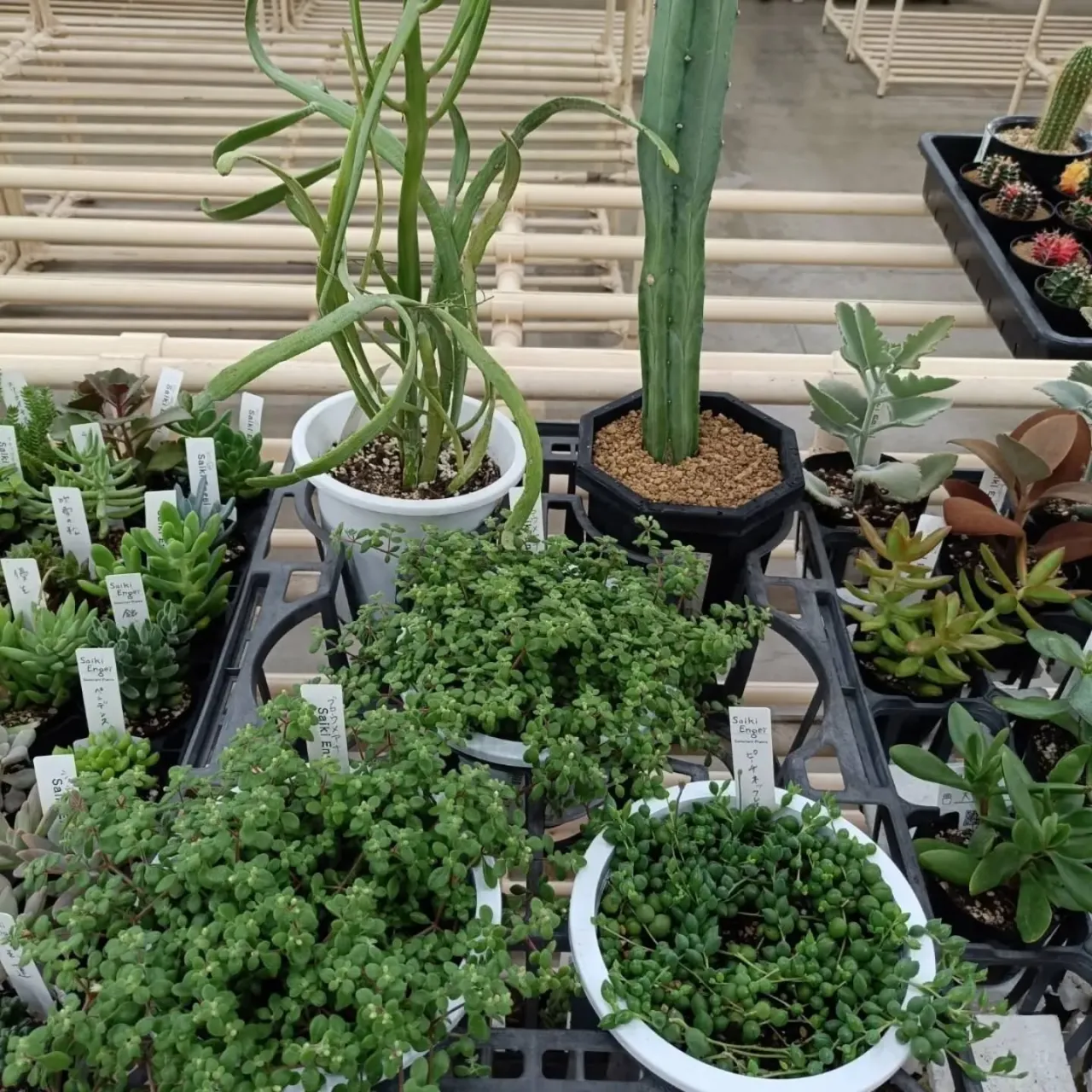 周ちゃん広場花売り場に苗を出荷してきました✨