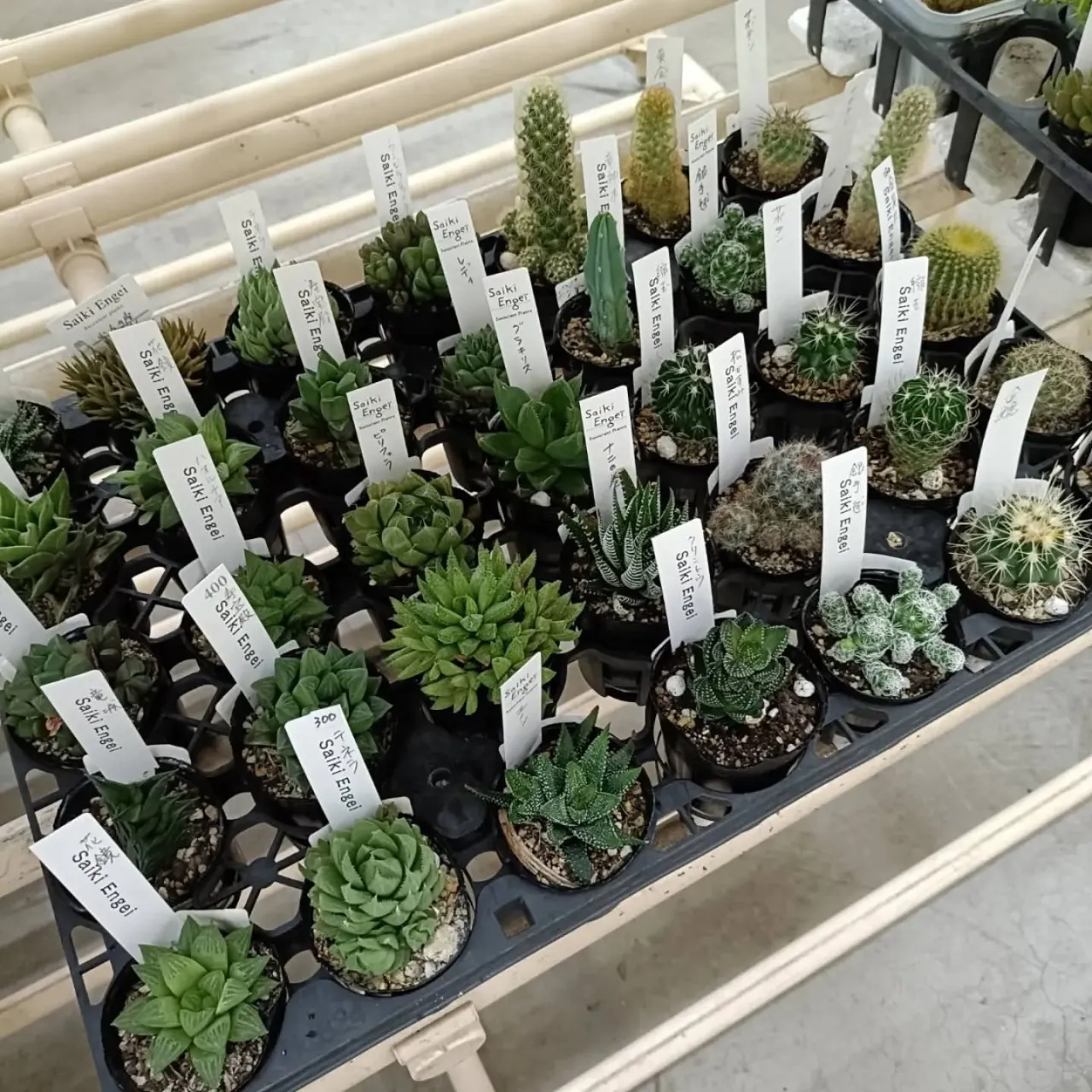 周ちゃん広場花売り場に苗を出荷してきました✨