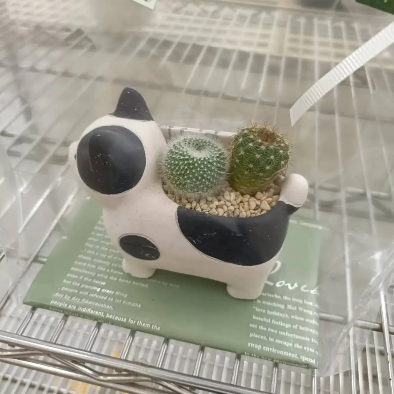 周ちゃん広場花売り場に苗を出荷してきました✨