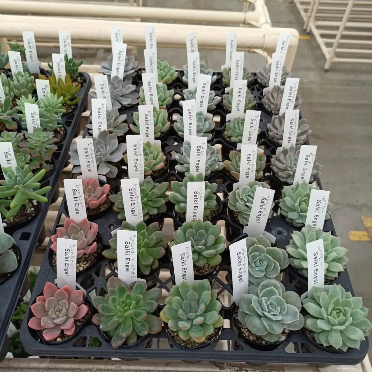 周ちゃん広場花売り場に苗を出荷してきました✨