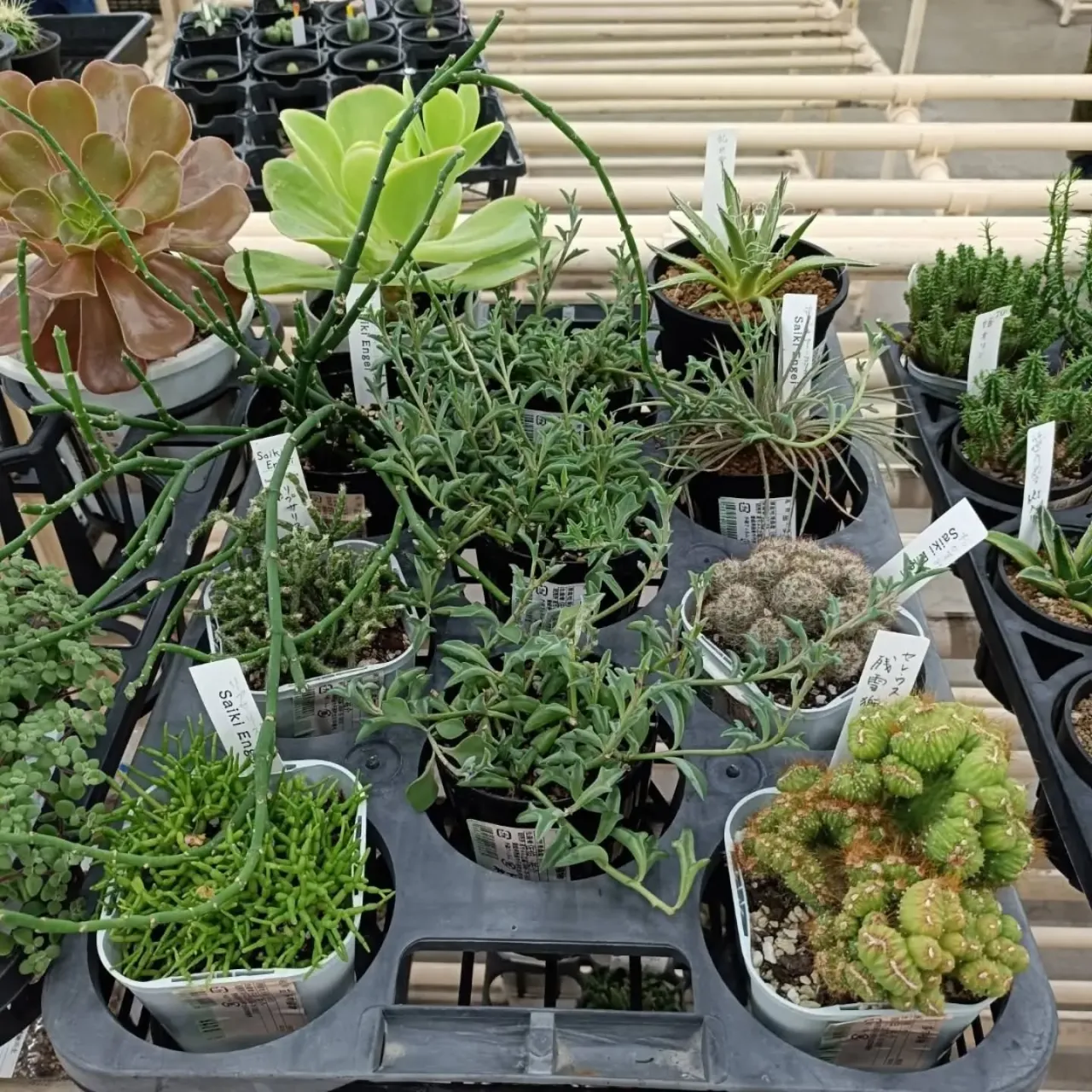 周ちゃん広場花売り場に苗を出荷してきました✨
