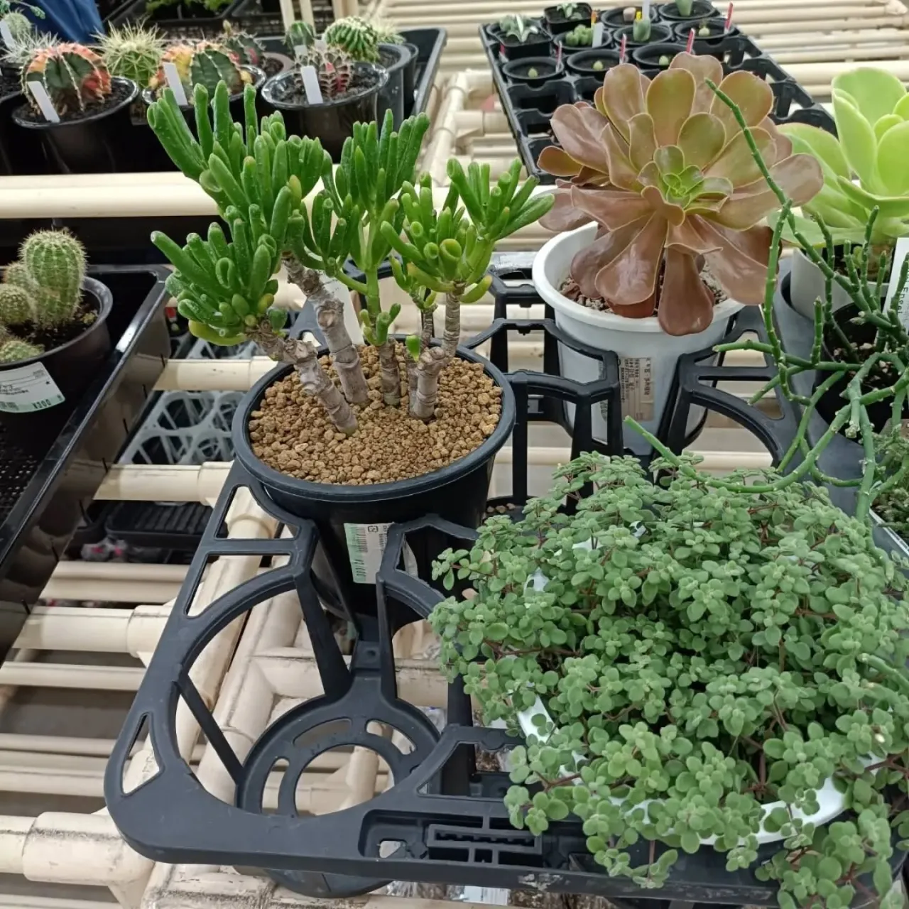 周ちゃん広場花売り場に苗を出荷してきました✨
