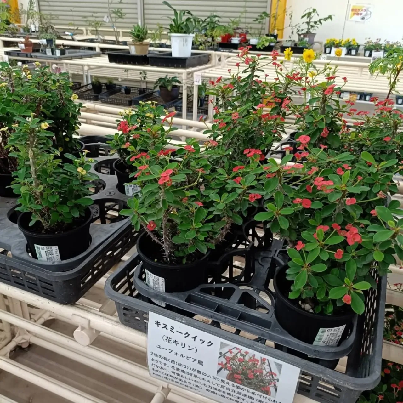 周ちゃん広場花売り場に苗を出荷してきました✨