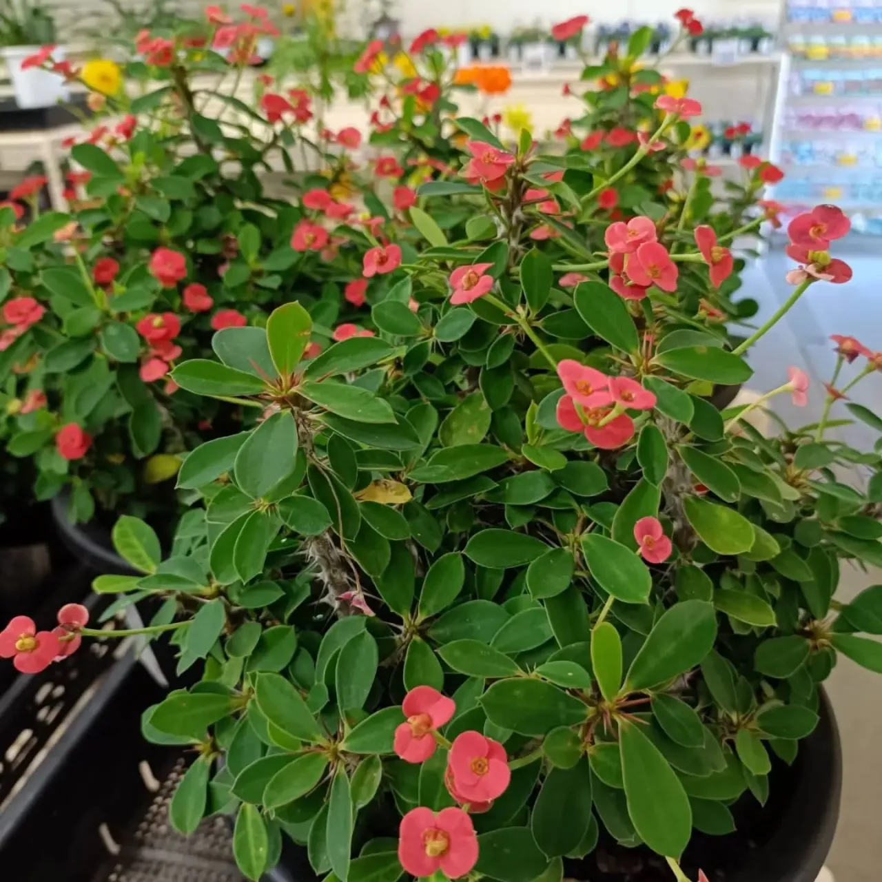 周ちゃん広場花売り場に苗を出荷してきました✨