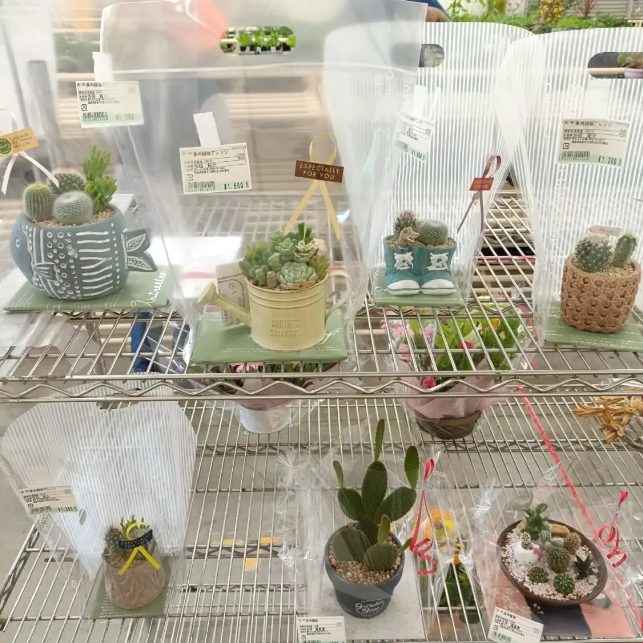 周ちゃん広場花売り場に苗を出荷してきました✨