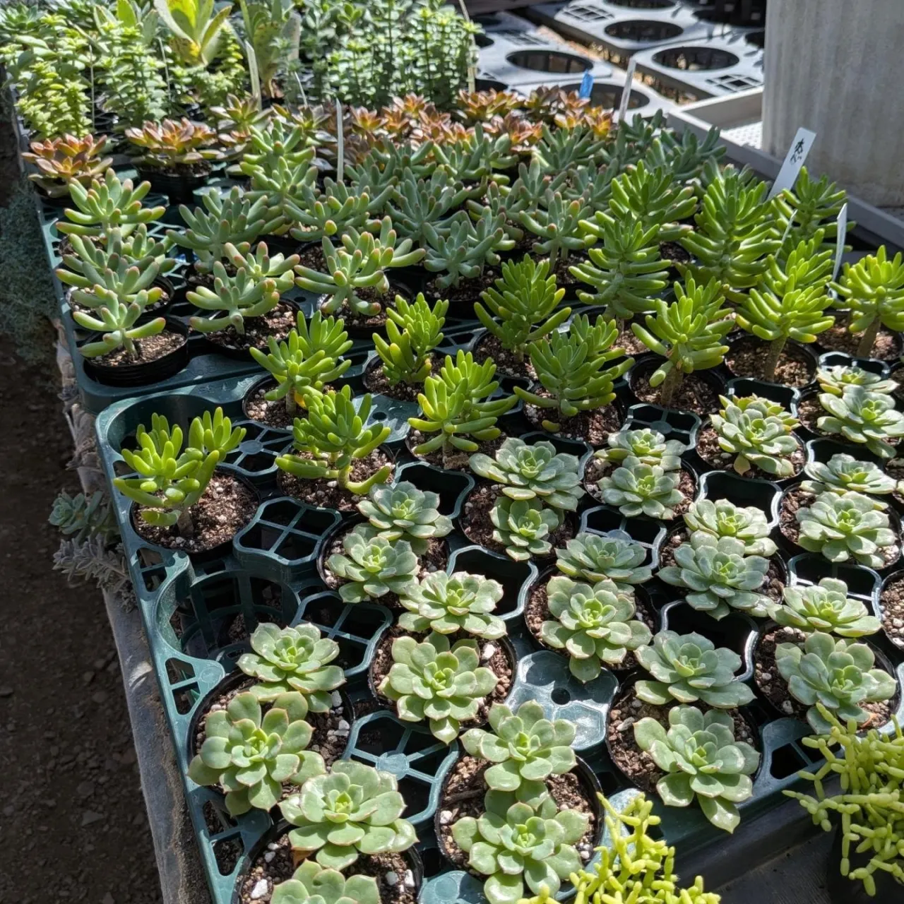 こんにちは〜