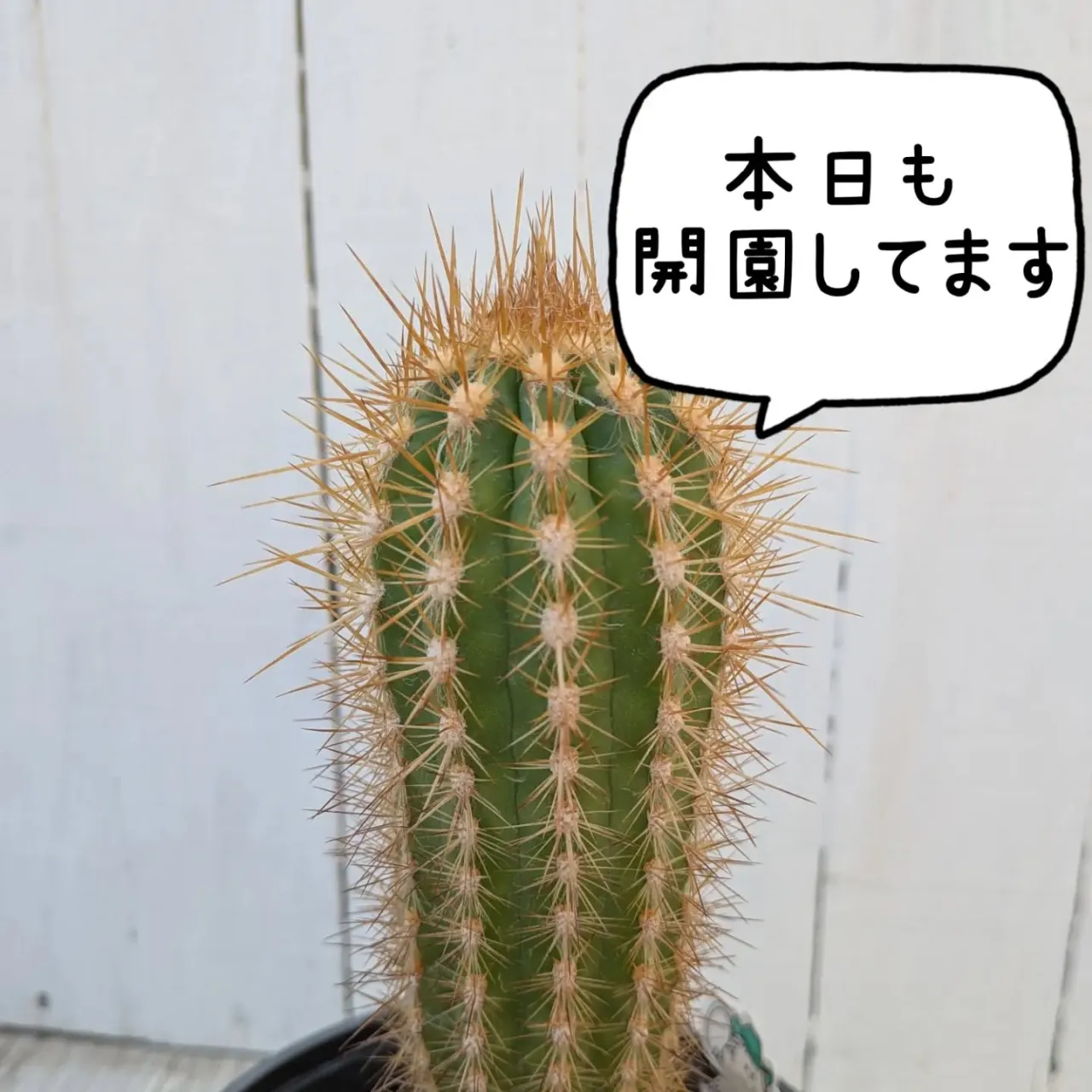 おはようございます☀