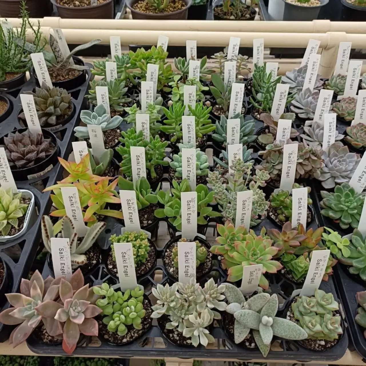 おはようございます☀