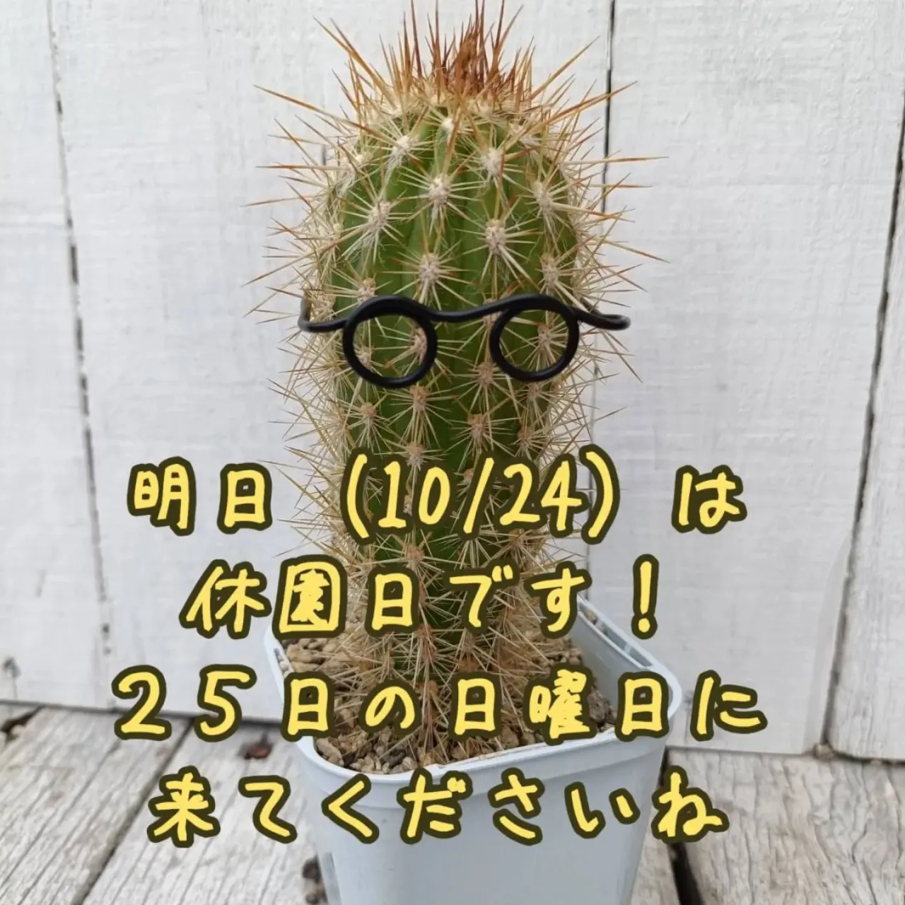こんにちは〜
