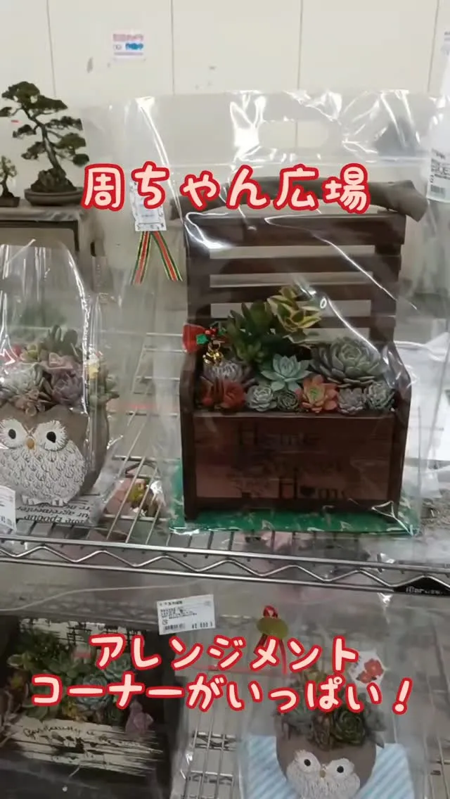 周ちゃん広場の苗と寄せ植えを入れ替えてます😊