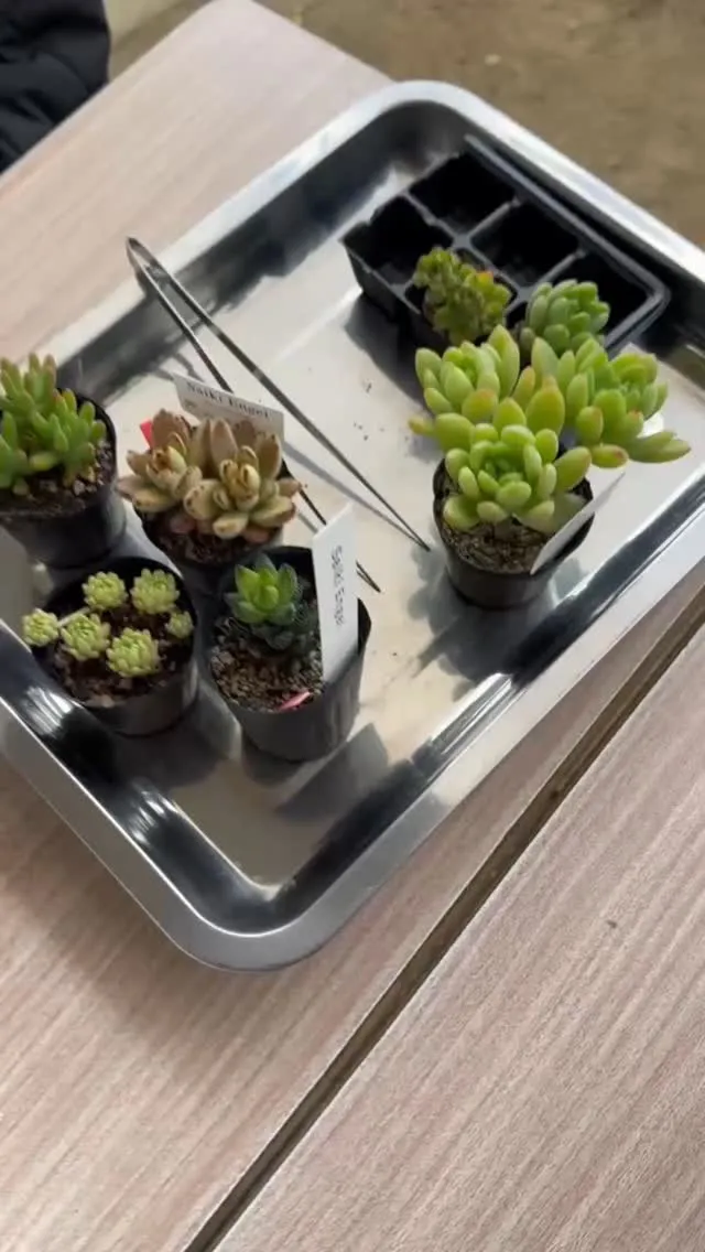 #saikiengei #多肉植物寄せ植え教室