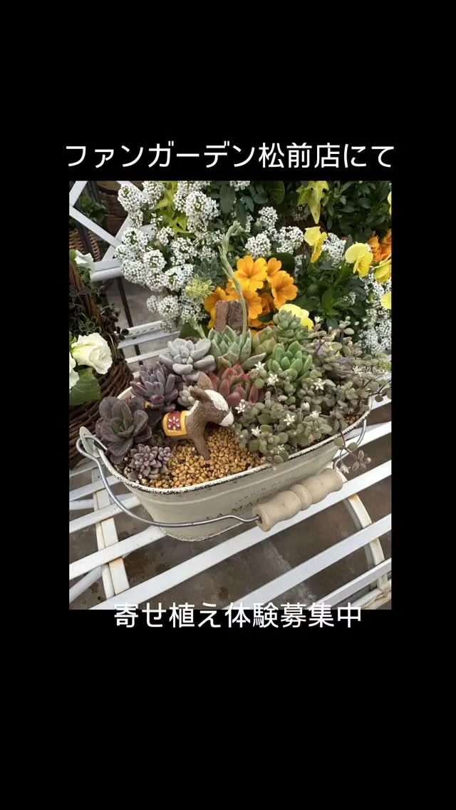 3/28（土）29（日）は多肉植物マーケット↓