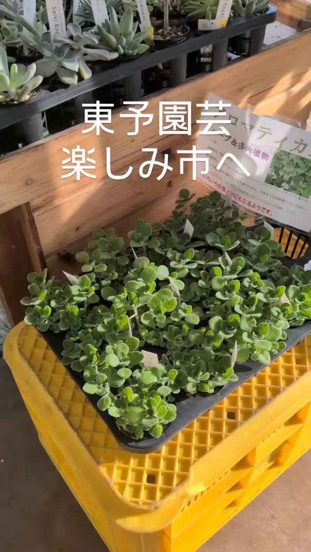 東洋園芸楽しみ市