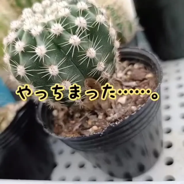傷んだサボテンたちを値下げします🌵