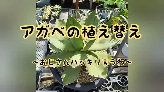 今日もSaikiengei営業してます😊